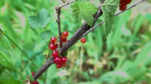 La grosella roja sobre la rama del arbusto - Metraje, vídeo