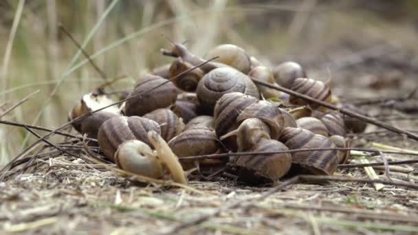 A Many crawling snails - Záběry, video