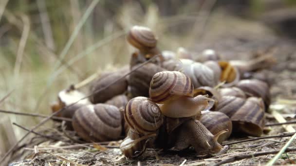 Many snails close up - Footage, Video