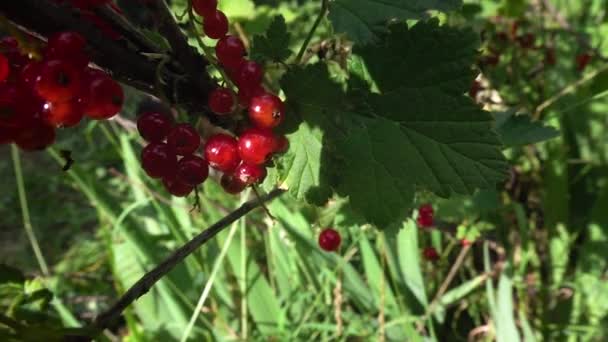 Red currant on the branch - Footage, Video