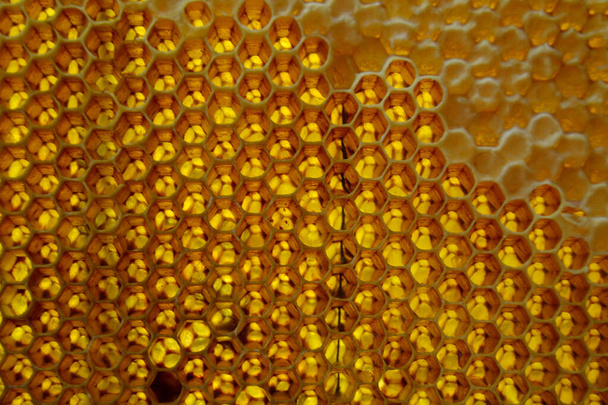Druppel honing van zeshoekige honingraten gevuld met gouden nectar. Honingraten zomer samenstelling bestaande uit druppel natuurlijke honing, druipen op wax frame bij. Druppel bijenhoning in de honingraat. - Foto, afbeelding