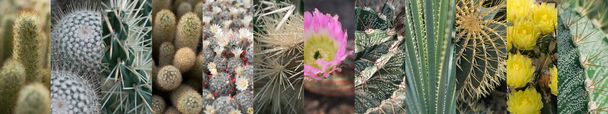 Eri kaktusten kollaasi. Eri kaktus kokoelma, Spiky Cactaceae Mix, mehukas valikoima - Valokuva, kuva