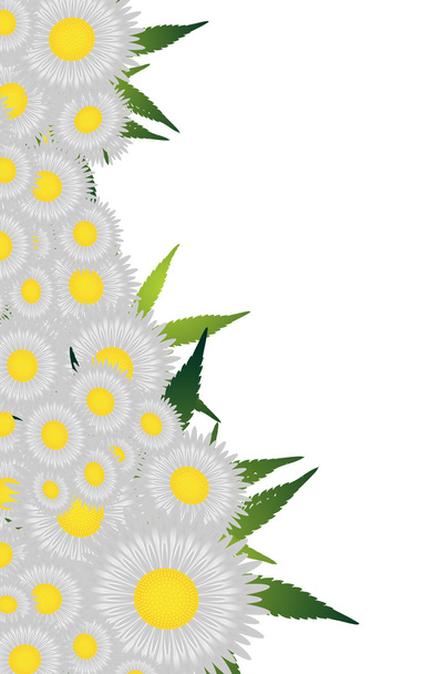 Fronteira floral de camomilas
 - Vetor, Imagem