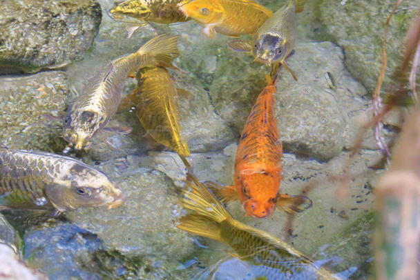 grupo de hermosa carpa koi en el lago al aire libre de estilo japonés. Foto de alta calidad - Foto, imagen