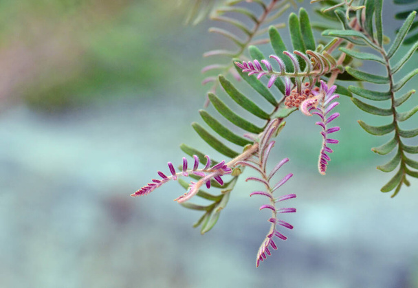 Follaje y rosa nuevo crecimiento de la nativa australiana Grevillea caleyi, familia Proteaceae. El estado de conservación en NSW está en peligro crítico. Limitado a un área de 8 km cuadrados alrededor de Terrey Hills, aproximadamente 20 km al norte de Sydney, Australia - Foto, imagen