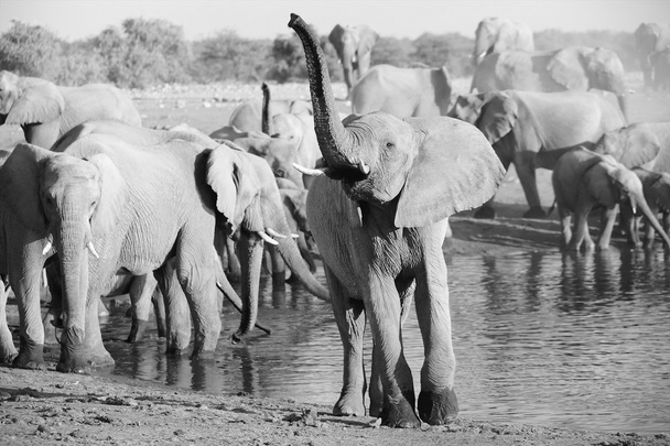 elefánt a víz lyuk etosha csoportja  - Fotó, kép