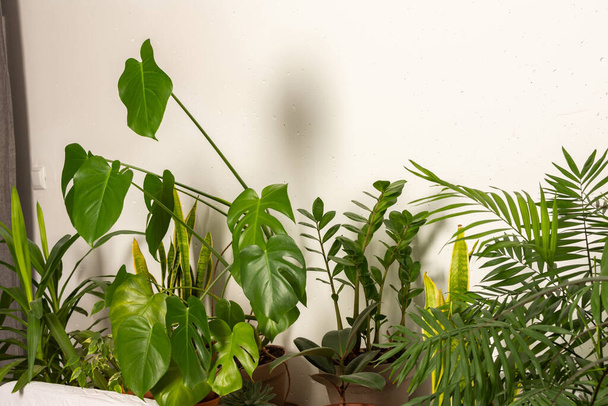 Plantes vertes derrière le canapé, partie de l'intérieur, espace sain pour le repos et le travail, design biophilique - Photo, image