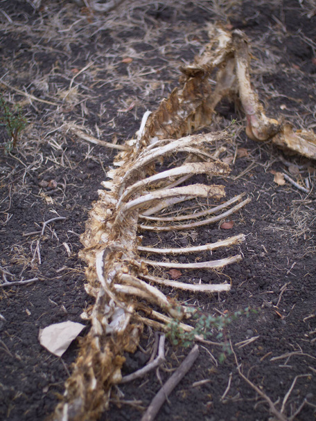 kości dzikich zwierząt, jeleni, które wyginęły i są tylko kośćmi. - Zdjęcie, obraz