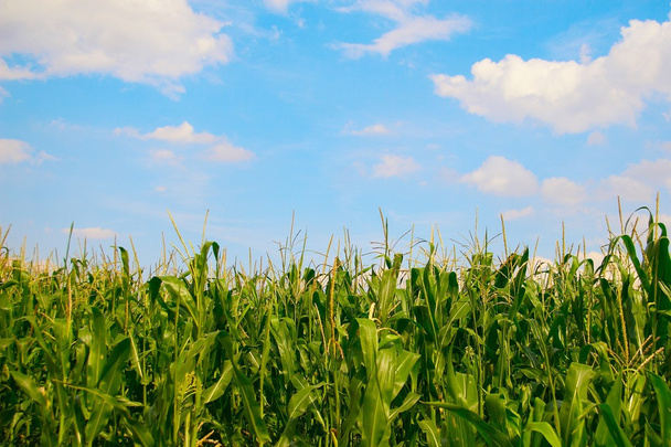 Corn field - Foto, imagen