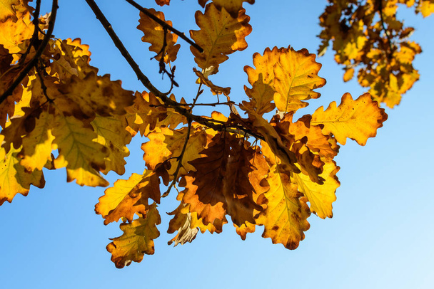 Živé oranžové, žluté a hnědé listy dubu směrem k jasně modré obloze v zahradě během slunečného podzimního dne, krásné venkovní pozadí fotografované s měkkým ostřením - Fotografie, Obrázek