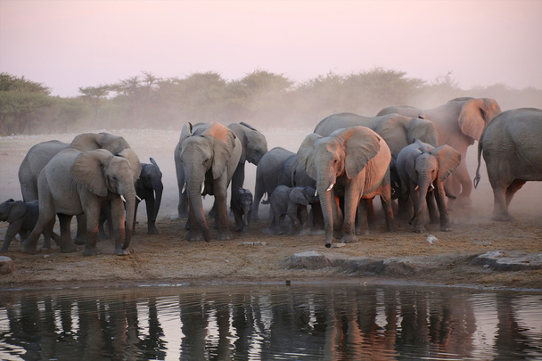 група слонів біля водяної діри в Етоша Намібія
 - Фото, зображення