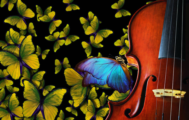 έννοια μελωδία. πολύχρωμο μπλε πεταλούδα morpho κάθεται σε ένα παλιό βιολί. βιολί στο φόντο των ιπτάμενων πεταλούδων. μουσική έννοια. - Φωτογραφία, εικόνα