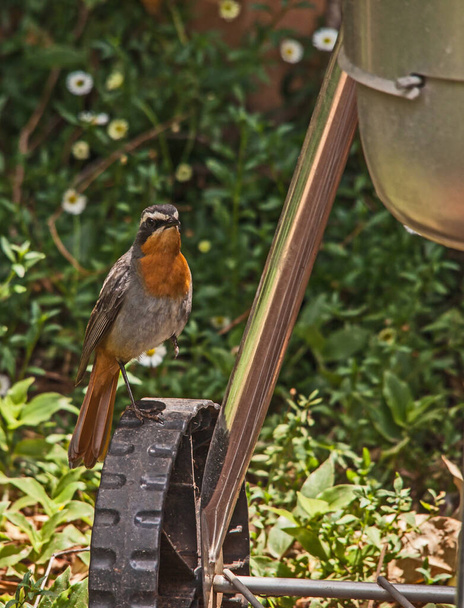 The Cape Robin-Chat (Cossypha caffra) is a welcome inhabitant of the garden because of its lovely song and its love of insects. - Photo, Image