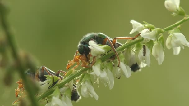 Ритуали залицяння комах і спарювання Cerocoma - це Palearctic genus of blister Beetle. Уяви проявляють чіткий статевий диморфізм у харчуванні апарату та антен. Погляд на комах - макросів у дикій природі - Кадри, відео