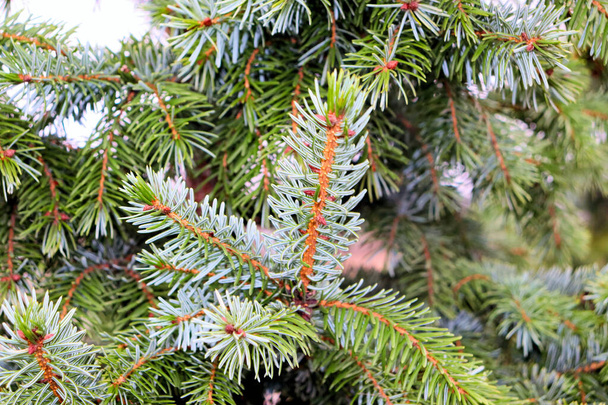 Árvores de Natal, Natal e Ano Novo na cidade Fundo de Natal - Foto, Imagem
