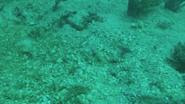 A partner shrimp and goby in the sand in Truk Lagoon, Micronesia - Felvétel, videó