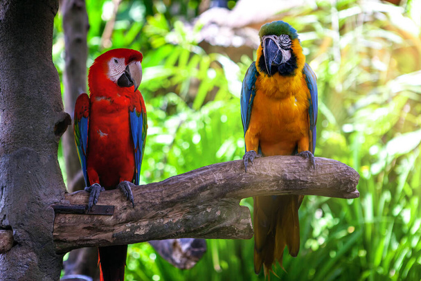 Dos loro guacamayo colorido sentado en la rama. par de aves en el fondo de verano. - Foto, Imagen