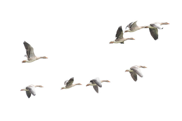 Wild Goose, Greylag Goose Гуси мігрують. Летючі гуси. - Фото, зображення