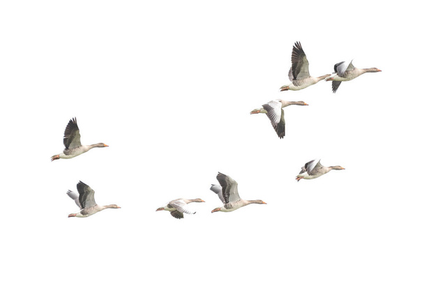 Wild Goose, Greylag Goose. The geese are migrating. Flying geese. - Photo, Image