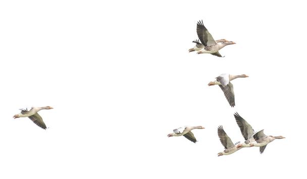 Wild Goose, Greylag Goose. The geese are migrating. Flying geese. - Photo, Image