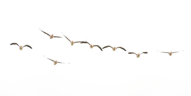 Wild Goose, Greylag Goose Гуси мігрують. Летючі гуси. - Фото, зображення