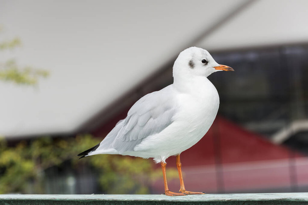 Seagull. Beautiful white seagull in city. - Photo, Image