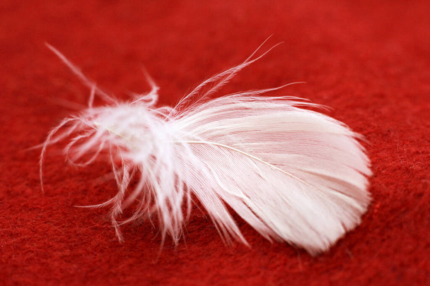 λευκό φτερό κύκνου σε ένα κόκκινο φόντο, μακροεντολή αντικείμενο - Φωτογραφία, εικόνα