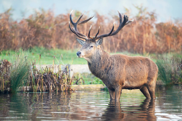 İngiltere 'de suda duran kırmızı bir geyik geyiğine yakın durun.. - Fotoğraf, Görsel