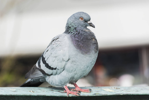 Pigeon. Belle photo de portrait de pigeon. - Photo, image