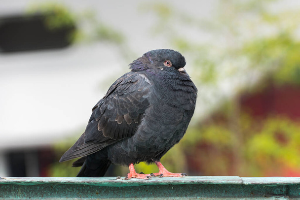 Pigeon. Beautiful black pigeon portrait photo. - Photo, Image
