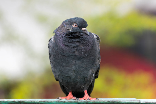 Pigeon. Beautiful black pigeon portrait photo. - Photo, Image