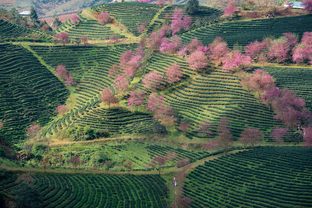 ベトナム・サパのティーヒルに美しい桜の花が咲く - 写真・画像