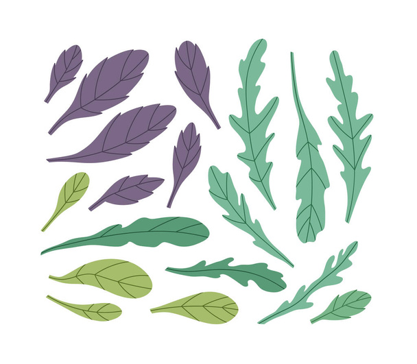 緑と紫のバジルとアルグラのベクトルイラスト。白い背景に隔離された緑のセット。手描き。健康的な食事、レシピ、地元の農場を示すのに適しています. - ベクター画像