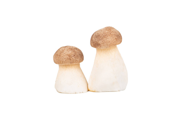 Twee rauwe eringi paddenstoelen geïsoleerd op een witte achtergrond - Foto, afbeelding