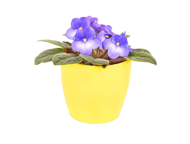 Violet in a yellow pot isolated on a white background - Photo, Image