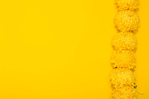 Bright petals of chrysanthemum on a yellow background with copy space. Banner frame with lush flowers in a minimalist style. Golden wallpaper. Delicious aroma of plant. Hello spring, summer time. - Foto, imagen