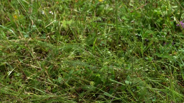 Yarrow plant in slight breeze, cutting for tea (Achillea millefolium) - Felvétel, videó