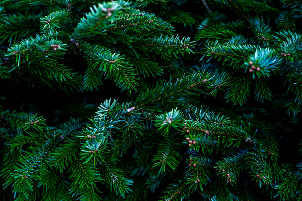 Blue fir tree branch. Winter mood, dark background.  - Photo, Image