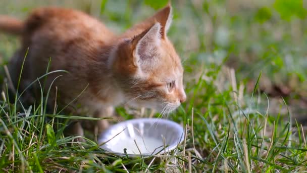 Parkta ya da bahçede fincandan süt içen sevimli küçük kızıl kedi yavrusu. Yumuşak kedi dudaklarını yalıyor. Yüzünden taze süt çıkıyor. - Video, Çekim