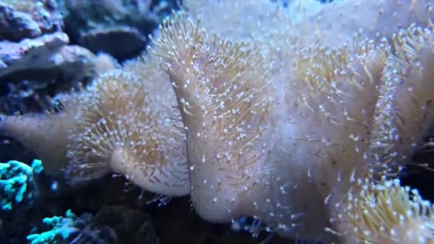 Wideo z szerokim anemonem z wieloma pięknymi mackami - Materiał filmowy, wideo