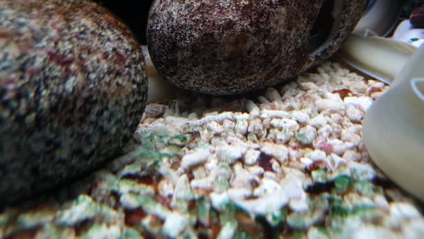 Sárga tengeri angolna rejtőzik a kövek között és pihen - Felvétel, videó