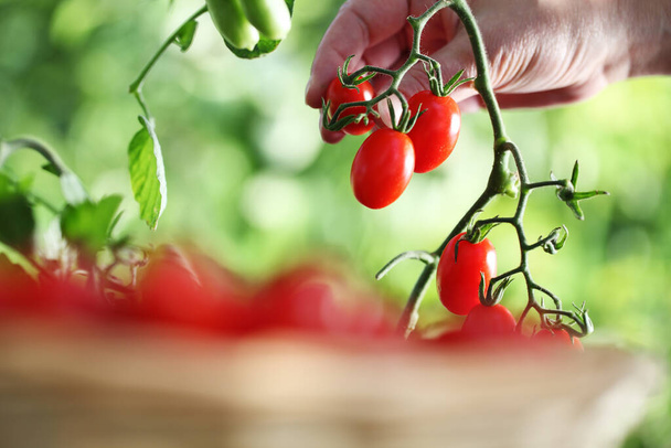 praca w ogrodzie warzywnym zbieranie świeżych pomidorów wiśni z roślin z pełnym koszem wiklinowym na glebie, zbliżenie - Zdjęcie, obraz