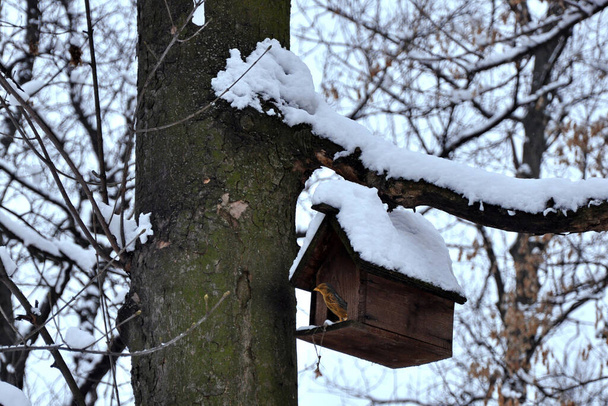 Winter. Ein Spatz fand Schutz vor Schnee in einem Vogelhaus auf einem Baum. - Foto, Bild