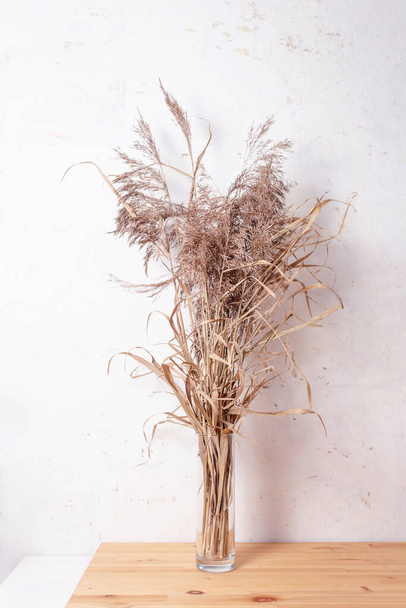 Dried pampas grass in vase. Boho interior.  - Foto, imagen