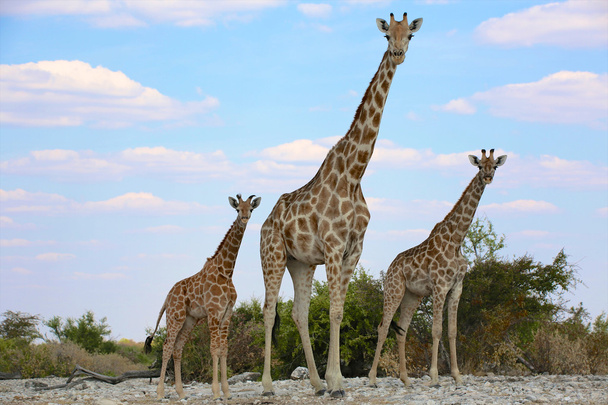 una madre y dos bebés jirafas en etosha parque nacional namibia
 - Foto, Imagen