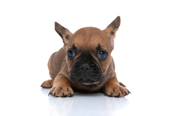 adorable french bulldog dog with fawn fur is looking away with big eyes and lying down against white background - Photo, Image