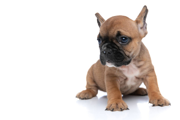 fawn french bulldog dog looking away and standing against white background - Photo, Image