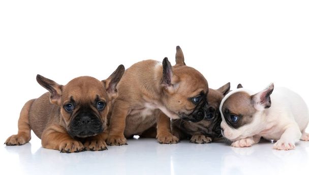 three french bulldog dogs are gossiping in a corner while their friend is minding his business - Photo, Image