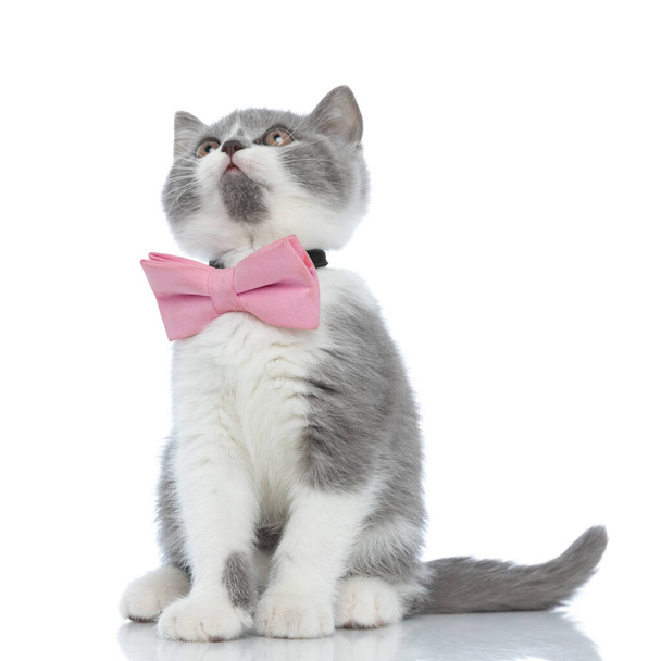 adorable british shorthair cat wearing pink bowtie, sitting and looking up on white background - Fotó, kép