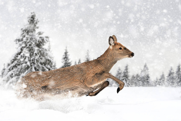 Cierra ciervos corriendo sobre un paisaje invernal con nevadas - Foto, Imagen